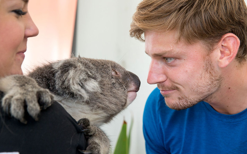 Ausztráliában koalával, péntektől  a magyarokkal néz farkasszemet Goffin